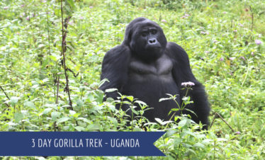 3 Days Gorilla Trek – Uganda